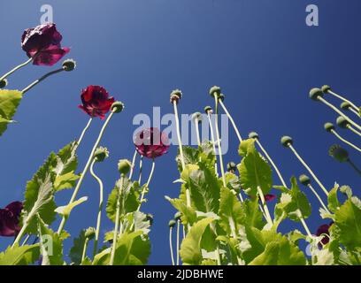 Pflaumenfarbene orientalische Mohnblumen und Samenkapseln (papaver) reichen bis zu einem tiefblauen Junihimmel. Stockfoto