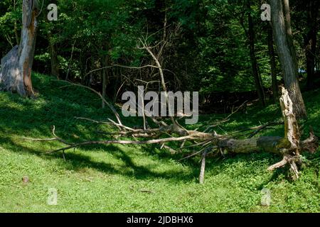 Tote und umgestürzte Bäume in ländlicher Umgebung Copse zala Grafschaft ungarn Stockfoto