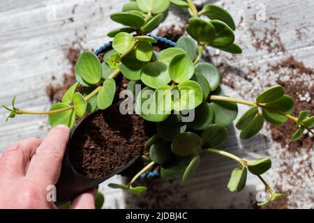 Peperomia tetraphylla, bekannt als Eichel oder vierblättrige peperomia, wird in einem blauen Topf im Innenbereich gepflanzt. Stockfoto