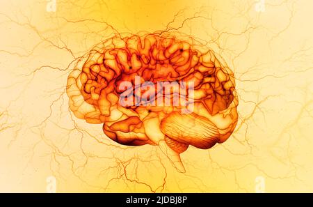 Röntgen des Gehirns, elektrischer Impuls, Brainstorming. Geist und Intelligenz einer Person. 3D Abbildung. Nervenenden und neuronales Netzwerk des menschlichen Gehirns Stockfoto