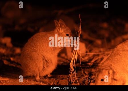 Mala abends zum Essen Stockfoto