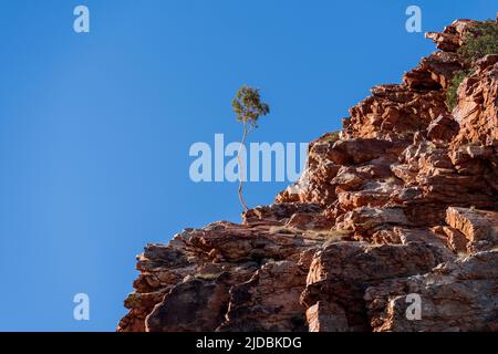 Eineinziger Baum auf der Klippe Stockfoto