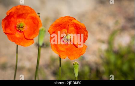 Gemeine Mohnpaver-Rhoeas vor dem natürlichen Hintergrund am frühen Morgen. Wilde rote Mohnblumen auf dem Land mit warmem Licht. Selektiver Fokus, Stockfoto