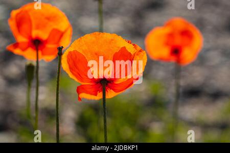 Gemeine Mohnpaver-Rhoeas vor dem natürlichen Hintergrund am frühen Morgen. Wilde rote Mohnblumen auf dem Land mit warmem Licht. Selektiver Fokus, Stockfoto