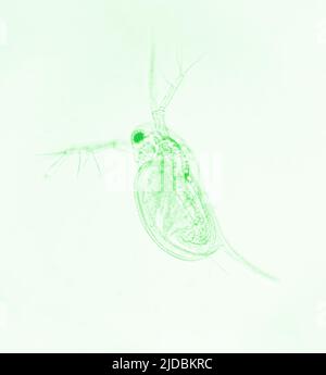 Zooplankton-Wasser Flea Daphnia, mikroskopisches Bild von Krustengewässern, grüner Effekt Stockfoto