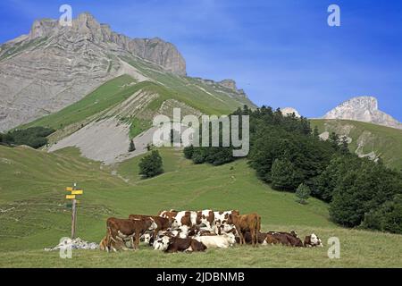 Frankreich, Drome, Lus-la-Croix-Haute, Buëch-Tal, Lauzon-Kopf, Col de la Croix, Rinderherden Stockfoto