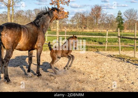 Eine Woche altes dunkelbraunes Fohlen galoppiert und springt mit ihrer Mutter draußen in die Sonne. stute mit rotem Halfter. Warmblut, KWPN Dressurpferd. Tierische Themen Stockfoto