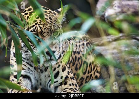 Jaguar liegt hinter Gras. Geflecktes Fell, getarnt lauert. Die große Katze ist ein Raubtier. Schauen Sie zum Betrachter. Tierfoto eines Jägers Stockfoto