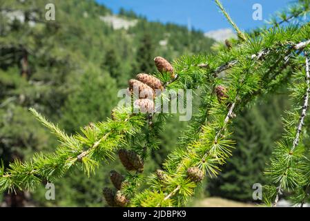 Zweig der Europäischen Lärche (Larix Dichuda) mit Kiefernzapfen, verschwommenem Hintergrund und Kopierraum. Foto im Sommer auf den Alpen Stockfoto