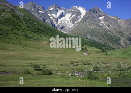 Frankreich, Hautes-Alpes Col du Lautaret, Schafherden auf der Weide Stockfoto