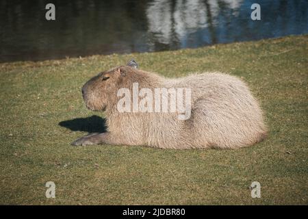 Capybara liegt auf der Wiese. Großes Nagetier aus Südamerika. Säugetierfoto Stockfoto