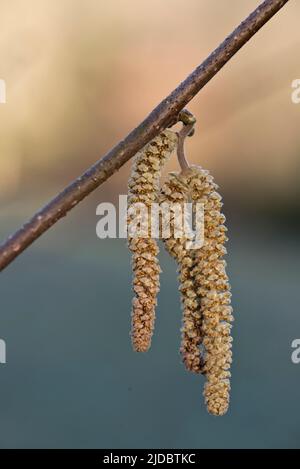 Männliche Hasel (Corylus avellana) Kätzchen auf einem blattlosen Ast eines kleinen Baumes oder Strauches im Spätherbst, im Februar, in der Grafschaft Bukshire Stockfoto