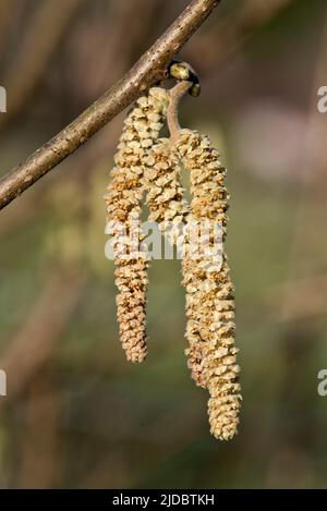 Männliche Hasel (Corylus avellana) Kätzchen auf einem blattlosen Ast eines kleinen Baumes oder Strauches im Spätherbst, im Februar, in der Grafschaft Bukshire Stockfoto