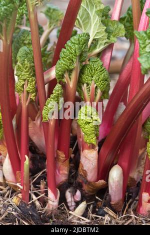 Rhabarber (Rheum spp.) überzogene Krone mit erzwungenen jungen Stielen und Blättern, die im späten Winter schießen, Berkshire, März Stockfoto