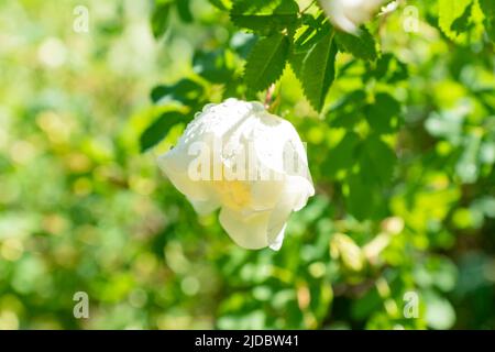 Nahaufnahme der weißen, blühenden Rose im Garten. Weichfokus. Wasser tropft auf die Blütenblätter Stockfoto