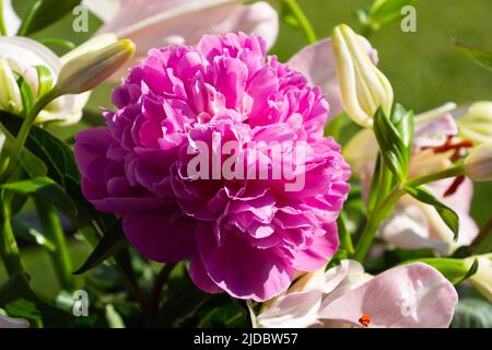 Schönes Pfingstrosen-Bouquet in sonnigem Licht mit rosa Pfingstrose fokussiert Stockfoto