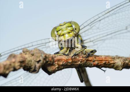 Große grüne Libelle weibliche grüne Schnecke (Ophiogomphus cecilia) auf einem trockenen Zweig gegen den Himmel Stockfoto