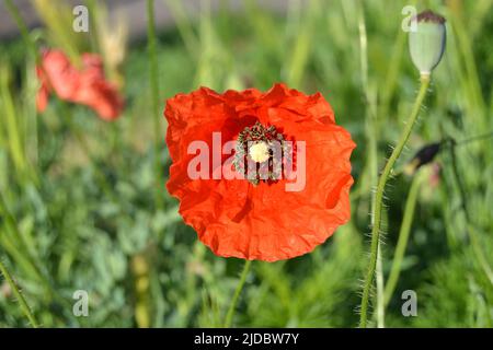 Blumen Rote Mohnblumen blühen auf wildem Feld. Schöne rote Mohnblumen mit selektivem Fokus. Rote Mohnblumen in weichem Licht. Opiummohn. Natürliche Drogen. Gl Stockfoto