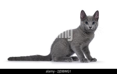 Gut getippte russische blaue Katze Kätzchen, sitzend auf Seitenwege. Der Kopf drehte sich zur Kamera, schaute aber mit der Augenrolle nach oben. Isoliert auf weißem Hintergrund. Stockfoto