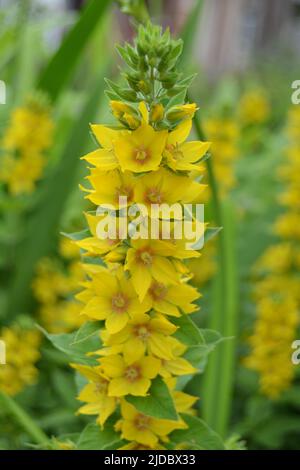 Nahaufnahme der hübschen gelben Blüten auf einem Blütenstachel der Loosestrife, Lysimachia punctata Stockfoto