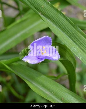 Schöne hellcyan Blüten tradescantia (lateinisch: Tradescantia occidentalis) im Garten, Nahaufnahme. Pflanze Tradescantia absorbieren Staub und reinigen Luft. Weich f Stockfoto