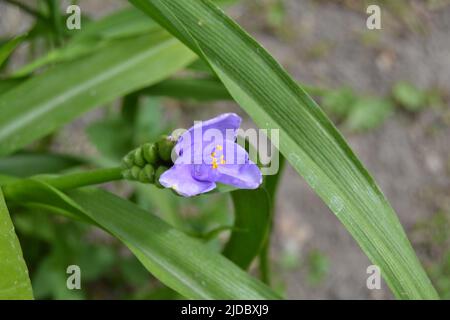 Schöne hellcyan Blüten tradescantia (lateinisch: Tradescantia occidentalis) im Garten, Nahaufnahme. Pflanze Tradescantia absorbieren Staub und reinigen Luft. Weich f Stockfoto