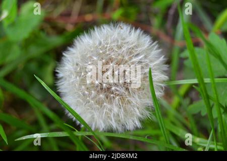 Blühte Löwenzahn in der Natur wächst aus grünem Gras. Alte Löwenzahn Nahaufnahme. Natur Hintergrund der Löwenzahn im Gras. Grüne Natur Hintergrund. Stockfoto