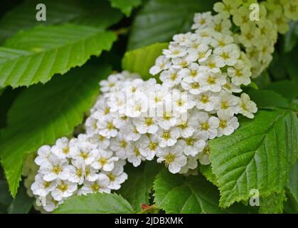 Süße Alyssum-Blüten. Kleine weiße Lobularia Maritima Blumenpflanze für Gartengrenzen, alpine Steingärten oder hängende Körbe. Schöne Sommernatur Stockfoto