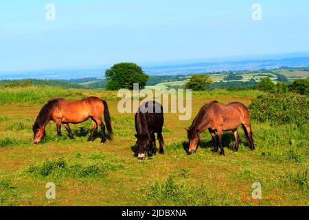 Gruppe von wilden Ponys grasen in der englischen Landschaft ländlichen Szene England großbritannien Quantock Hills Somerset Stockfoto