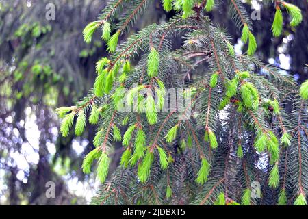 Nahaufnahme der nassen Norwegenfichte (Picea abies) Äste mit jungen Trieben im Frühjahr . Natürlicher Hintergrund, selektiver Fokus Stockfoto