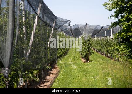 Moderner Apfelgarten mit Schutznetzen gegen Hagel im Frühjahr Stockfoto