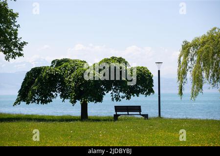 Bank und platanus Baum mit schöner Aussicht über den Bodensee, Langenargen, Deutschland Stockfoto