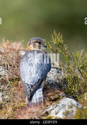 Merlin (Falco columbarius), einer der kleineren Greifvögel des Vereinigten Königreichs, steht auf einem Felsen inmitten von heidbedeckten Mooren Stockfoto