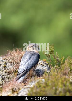 Merlin (Falco columbarius), einer der kleineren Greifvögel des Vereinigten Königreichs, steht auf einem Felsen inmitten von heidbedeckten Mooren Stockfoto