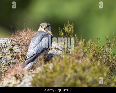 Merlin (Falco columbarius), einer der kleineren Greifvögel des Vereinigten Königreichs, steht auf einem Felsen inmitten von heidbedeckten Mooren Stockfoto