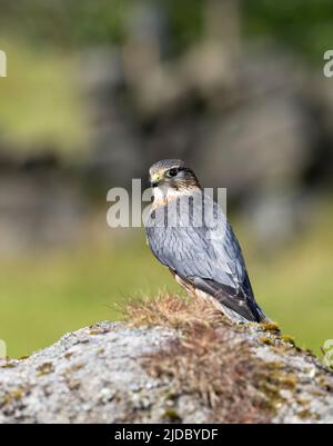 Merlin (Falco columbarius), einer der kleineren Greifvögel des Vereinigten Königreichs, steht auf einem Felsen inmitten von heidbedeckten Mooren Stockfoto