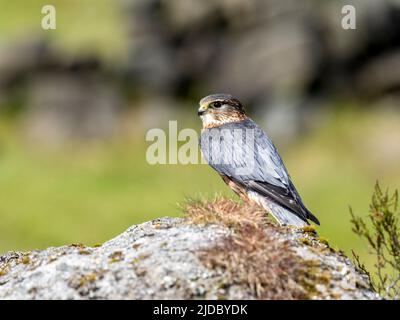 Merlin (Falco columbarius), einer der kleineren Greifvögel des Vereinigten Königreichs, steht auf einem Felsen inmitten von heidbedeckten Mooren Stockfoto