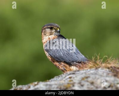 Merlin (Falco columbarius), einer der kleineren Greifvögel des Vereinigten Königreichs, steht auf einem Felsen inmitten von heidbedeckten Mooren Stockfoto