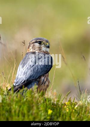 Merlin (Falco columbarius), einer der kleineren Greifvögel des Vereinigten Königreichs, steht auf einem Felsen inmitten von heidbedeckten Mooren Stockfoto