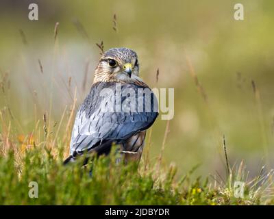 Merlin (Falco columbarius), einer der kleineren Greifvögel des Vereinigten Königreichs, steht auf einem Felsen inmitten von heidbedeckten Mooren Stockfoto