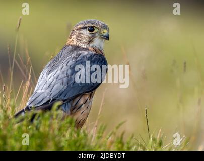 Merlin (Falco columbarius), einer der kleineren Greifvögel des Vereinigten Königreichs, steht auf einem Felsen inmitten von heidbedeckten Mooren Stockfoto