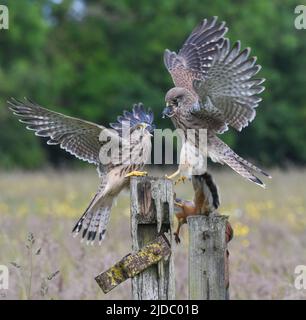 Juvenile Kestrel Fledglings kämpfen über eine Maus, die von den Eltern gefangen wird. York, North Yorkshire. Falco tinnunculus Stockfoto