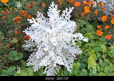 Artemisia absinthium, Absinthblätter im Garten. Artemisia borealis. Stockfoto