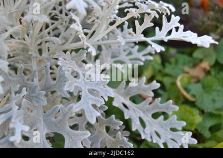 Artemisia absinthium, Absinthblätter im Garten. Artemisia borealis. Stockfoto