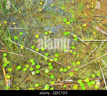 Europäischer frogbit - lateinischer Name - Hydrocharis morsus-ranae Stockfoto