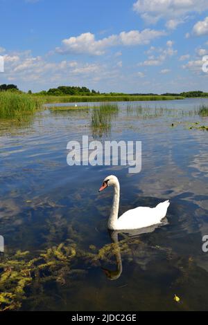 Schwan spiegelte sich in einem See von Seerosen Stockfoto