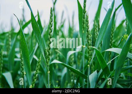 Nahrungsmittelkrise und Welthungerkonzept, grünes Feld mit Weizenohren, wachsende Weizensprossen aus der Nähe, Harwest-Problem Stockfoto