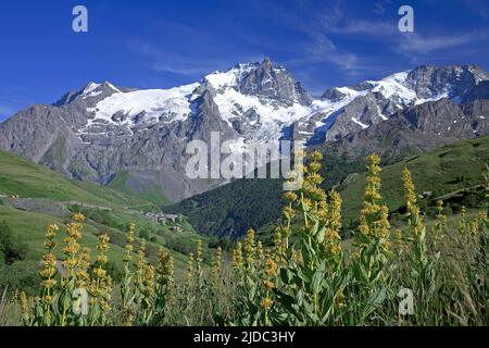 Frankreich, Nationalpark Hautes-Alpes Écrins, das Massiv von Meije seit dem Chazelet Stockfoto