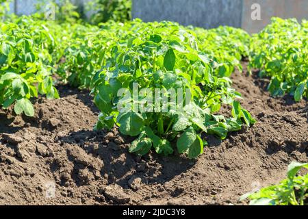 Grüne Kartoffelsträucher, die in Reihen auf einem Feld gepflanzt sind. Landwirtschaft Sommer sonnigen Tag. Gemüsefeld. Selektiver Fokus Stockfoto