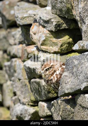Eine kleine Eule (Athene noctua), die in einer kleinen Lücke in einer Trockensteinmauer in Haworth, West Yorkshire, Großbritannien, liegt Stockfoto
